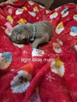 Light blue silver, a male Labrador Retriever for sale in Kimball, MN – Photo 3 of 6
