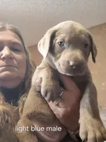 Light blue silver, a male Labrador Retriever for sale in Kimball, MN – Photo 1 of 6