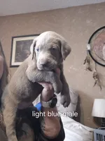 Light blue silver, a male Labrador Retriever for sale in Kimball, MN – Photo 5 of 6