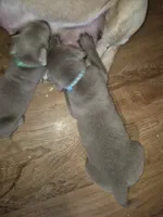 Light blue silver, a male Labrador Retriever for sale in Kimball, MN – Photo 6 of 6