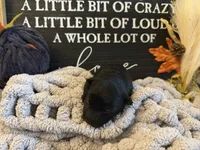 Otis, a male Scottish Terrier for sale in Maysville, AR – 4 of 4