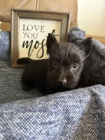 Male 1, a male Scottish Terrier for sale in Maysville, AR – Photo 6 of 9