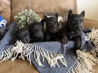 Male 1, a male Scottish Terrier for sale in Maysville, AR – Photo 8 of 9