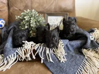 Male 1, a male Scottish Terrier for sale in Maysville, AR – Photo 5 of 9