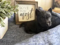 Male 1, a male Scottish Terrier for sale in Maysville, AR – Photo 2 of 9