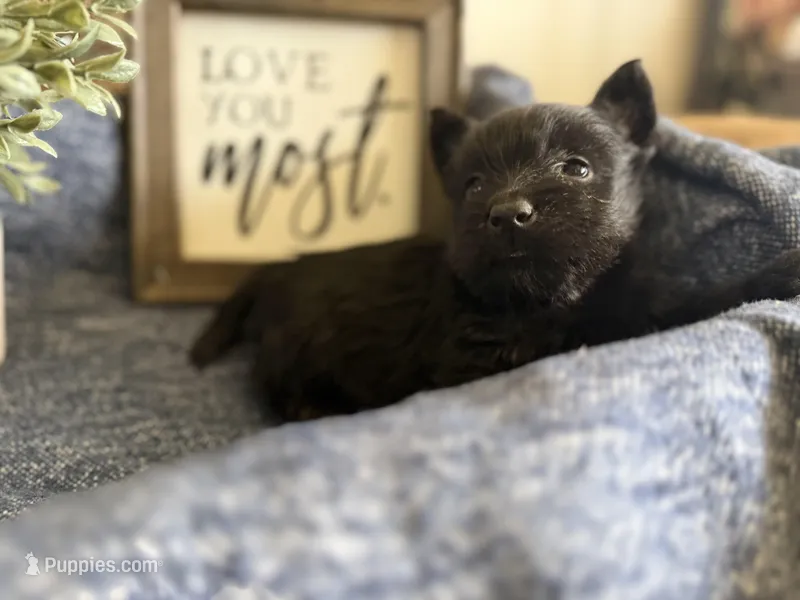 Male 1 – Scottish Terrier puppy for sale in Maysville, AR