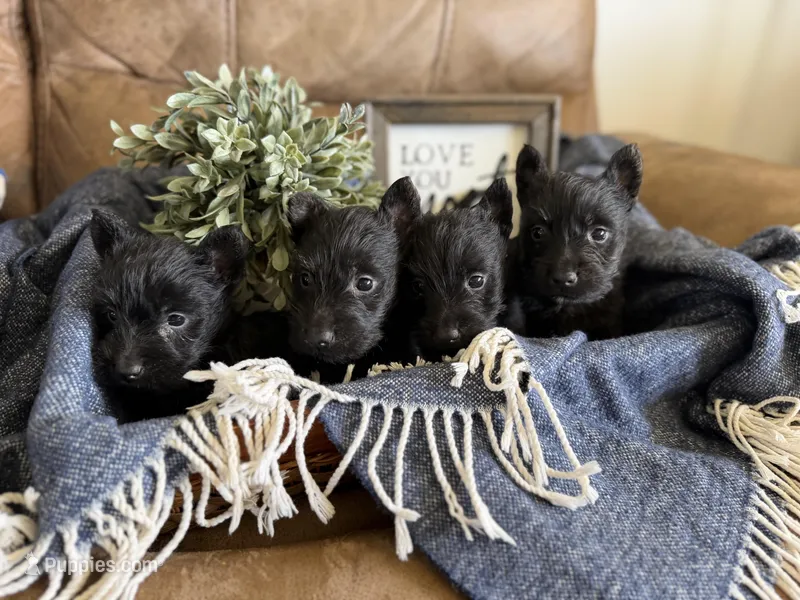 Male 1 – Scottish Terrier puppy for sale in Maysville, AR
