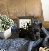 Male 1, a male Scottish Terrier for sale in Maysville, AR – Photo 3 of 9