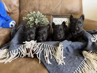 Male 1, a male Scottish Terrier for sale in Maysville, AR – Photo 7 of 9