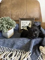 Male 1, a male Scottish Terrier for sale in Maysville, AR – Photo 9 of 9