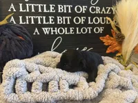 Otis, a male Scottish Terrier for sale in Maysville, AR – 3 of 4