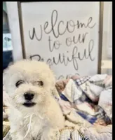 Charlie, a male Bichon Frise for sale in Maysville, AR – 4 of 4