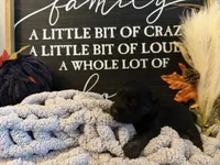 Millie, a female Scottish Terrier for sale in Maysville, AR – 1 of 1