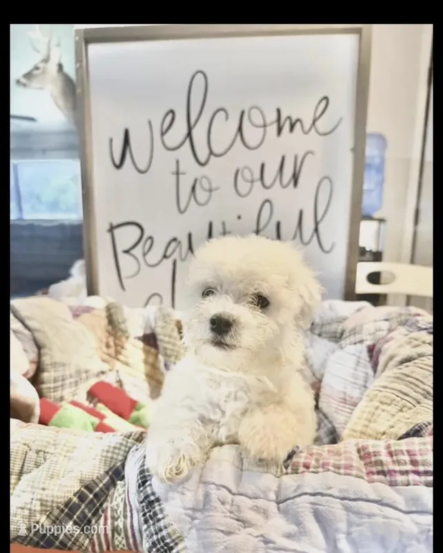 Charlie – Bichon Frise puppy for sale in Maysville, AR