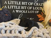 Bonnie, a female Scottish Terrier for sale in Maysville, AR – 1 of 1