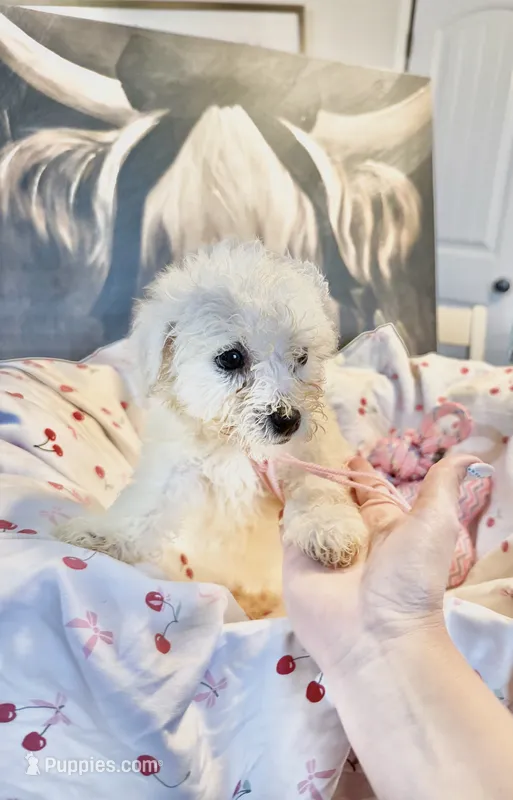 Jelly bean – Bichon Frise puppy for sale in Maysville, AR