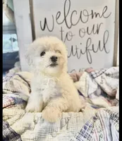Charlie, a male Bichon Frise for sale in Maysville, AR – 2 of 4