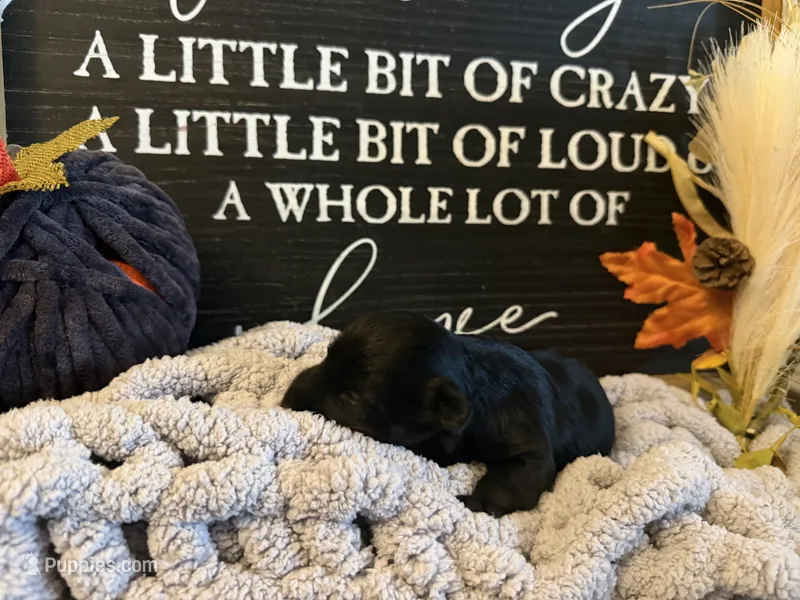 Mack – Scottish Terrier puppy for sale in Maysville, AR