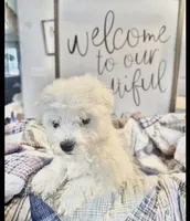 Charlie, a male Bichon Frise for sale in Maysville, AR – 3 of 4