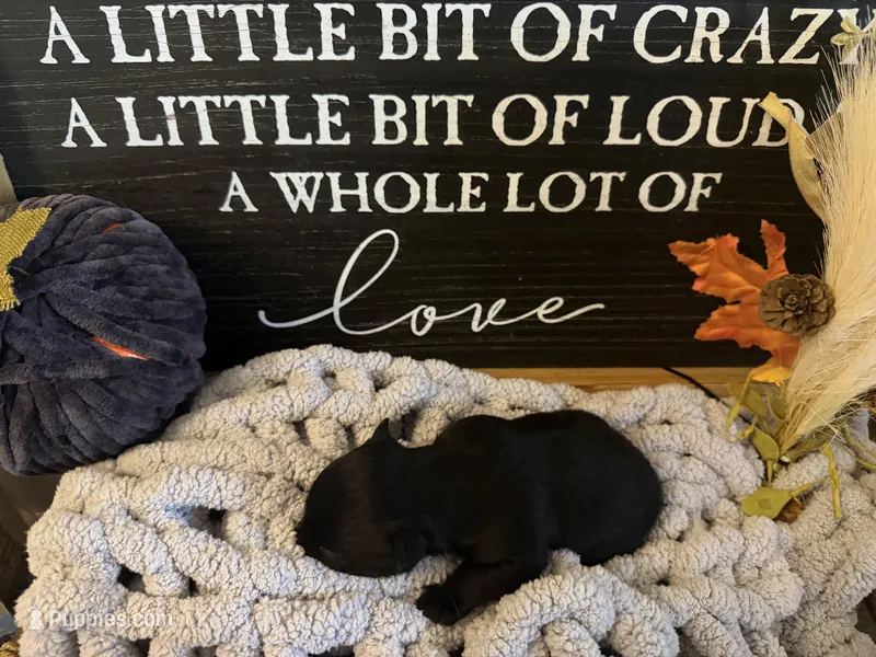 Mabel – Scottish Terrier puppy for sale in Maysville, AR
