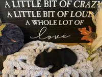 Mabel, a female Scottish Terrier for sale in Maysville, AR – 1 of 3