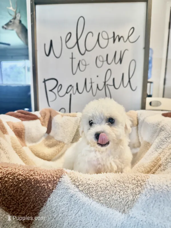 Boomer – Bichon Frise puppy for sale in Maysville, AR