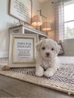 Boomer, a male Bichon Frise for sale in Maysville, AR – 1 of 1