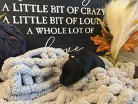 Mabel, a female Scottish Terrier for sale in Maysville, AR – 3 of 3