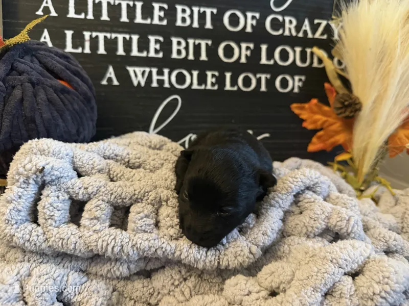 Otis – Scottish Terrier puppy for sale in Maysville, AR