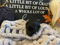 Otis, a male Scottish Terrier for sale in Maysville, AR – 1 of 4