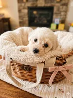 Jelly bean, a female Bichon Frise for sale in Maysville, AR – 1 of 1