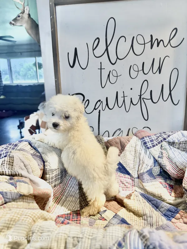 Charlie  – Bichon Frise puppy for sale in Maysville, AR