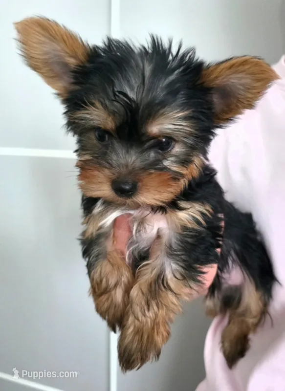 Lucky – Yorkshire Terrier puppy for sale in Encino, CA