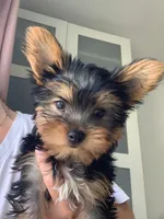 Bob, a male Yorkshire Terrier for sale in Encino, CA – 2 of 3