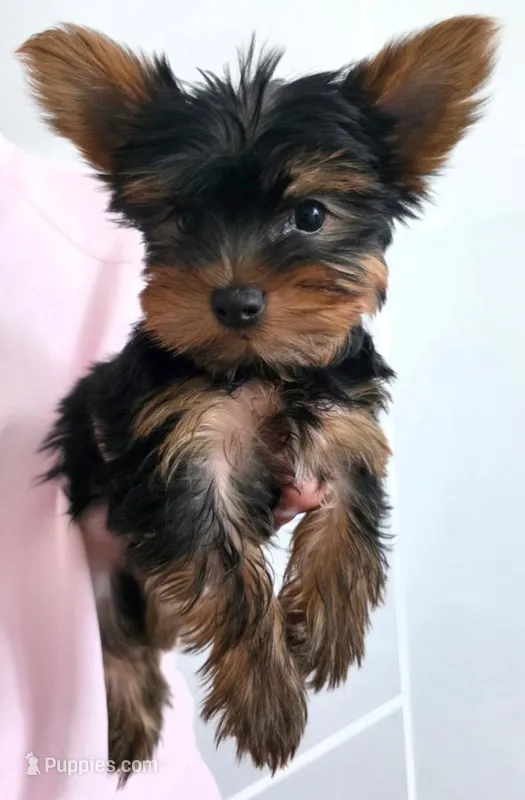 Scarlett – Yorkshire Terrier puppy for sale in Encino, CA