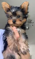 Bob, a male Yorkshire Terrier for sale in Encino, CA – 1 of 3