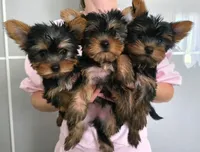 Bob, a male Yorkshire Terrier for sale in Encino, CA – 3 of 3
