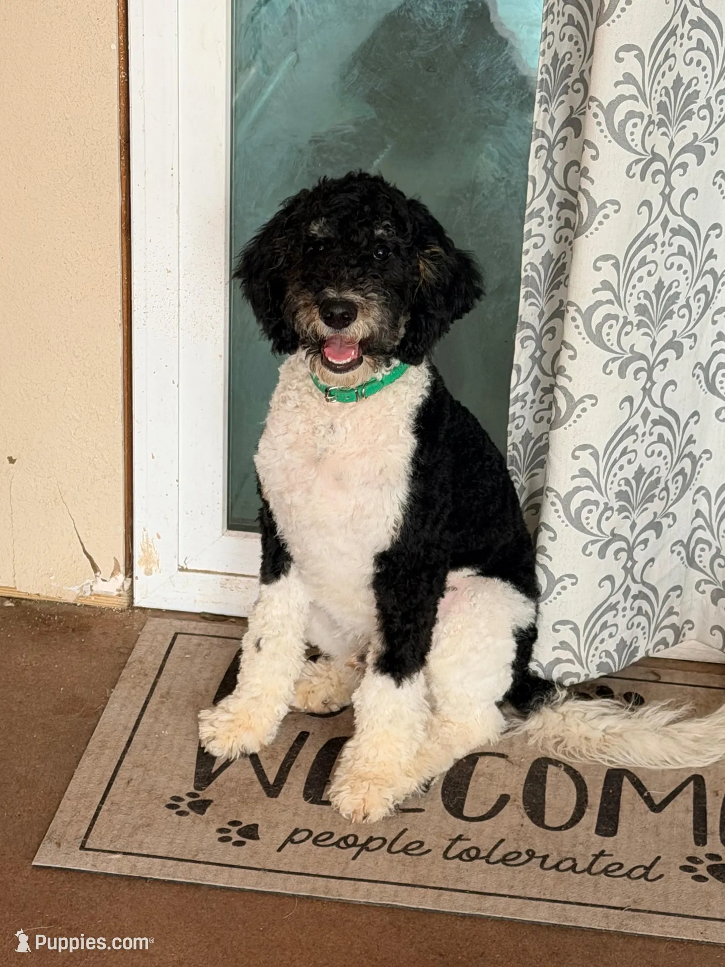 Nicolas – Poodle - Miniature  puppy for sale in Grandview, TX