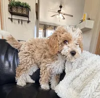 Shortbread F1BB Micro, a female Miniature Bernedoodle for sale in Grandview, TX – Photo 5 of 7