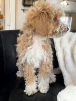 Shortbread F1BB Micro, a female Miniature Bernedoodle for sale in Grandview, TX – Photo 6 of 7