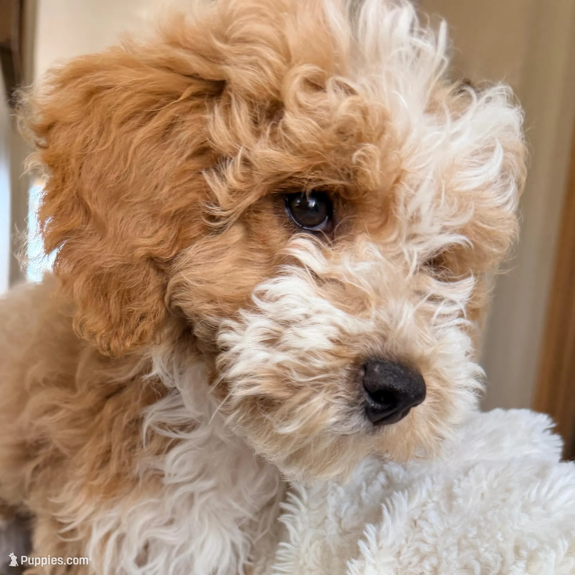 Shortbread F1BB Micro, a female Miniature Bernedoodle for sale in Grandview, TX – Photo 2 of 7