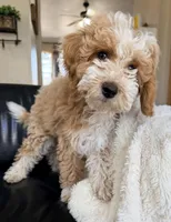 Shortbread F1BB Micro, a female Miniature Bernedoodle for sale in Grandview, TX – Photo 1 of 7