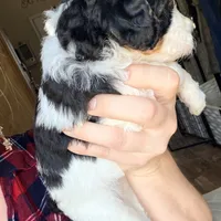 Cindy Lou, a female Poodle - Miniature  for sale in Grandview, TX – Photo 4 of 8