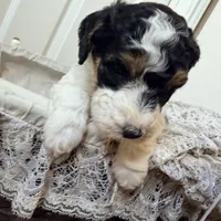 Cindy Lou, a female Poodle - Miniature  for sale in Grandview, TX – Photo 2 of 8