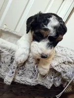 Cindy Lou, a female Poodle - Miniature  for sale in Grandview, TX – Photo 2 of 8