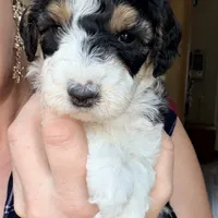 Cindy Lou, a female Poodle - Miniature  for sale in Grandview, TX – Photo 3 of 8