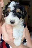 Cindy Lou, a female Poodle - Miniature  for sale in Grandview, TX – Photo 3 of 8