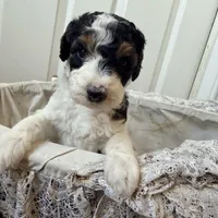 Cindy Lou, a female Poodle - Miniature  for sale in Grandview, TX – Photo 6 of 8