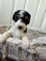 Cindy Lou, a female Poodle - Miniature  for sale in Grandview, TX – Photo 6 of 8