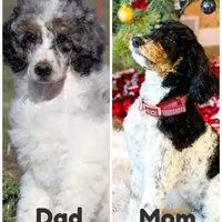 Cindy Lou, a female Poodle - Miniature  for sale in Grandview, TX – Photo 8 of 8